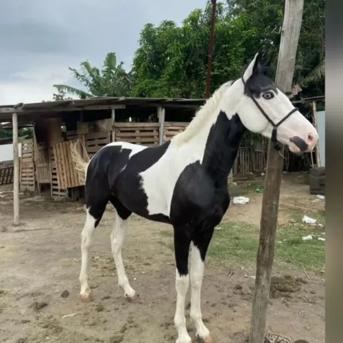 Vendo um cavalo pampo de preto 2 olhos azuis top