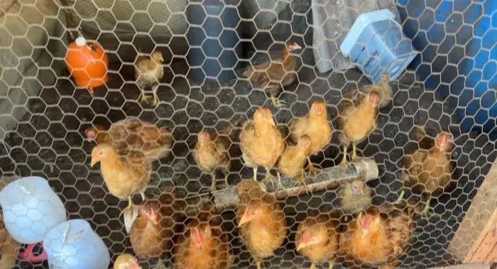 Franguinhos Pesadão a venda