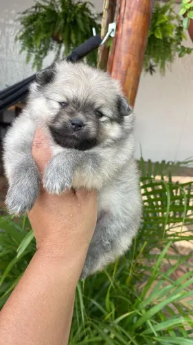 Lulu da Pomerânia 