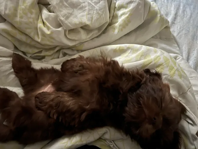 Shih Tzu filhote