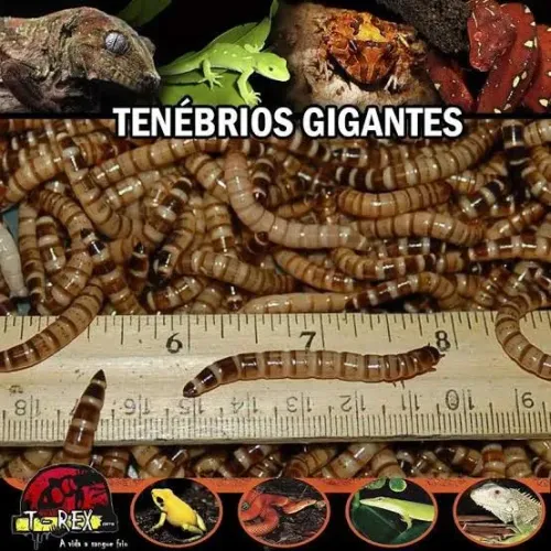 Larvas de Tenébrios Gigantes. A maior da espécie!