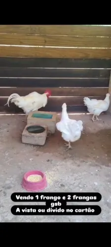 Animais de raça