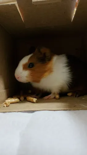 Porquinho da Índia, disponível