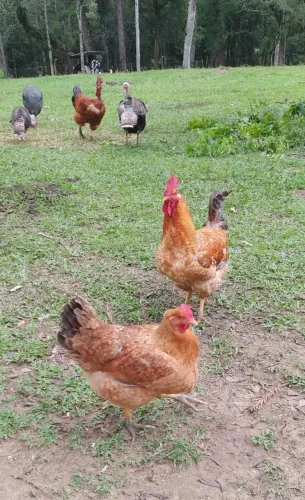 Casal Galo galinha postura pesadão vermelha 