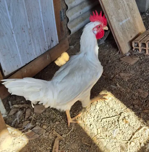 Frango legorne 