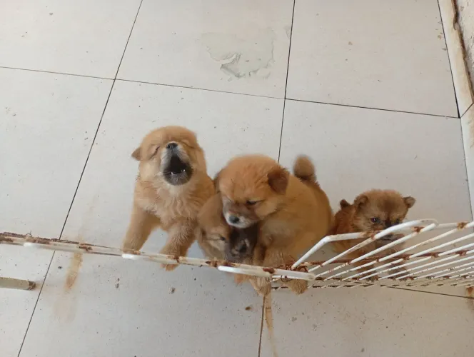 Vendo Chow Chow 800 puro 