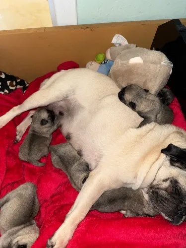 Pug cachorro