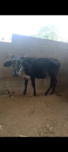 Vendo bezerra mansa 