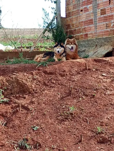 Casal de husky siberiano