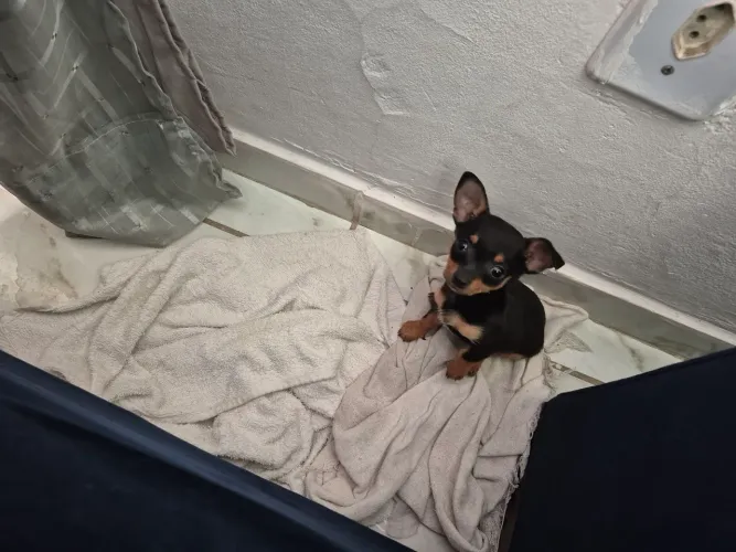 Pinscher  0.1 600reais