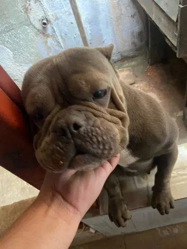 American bull
