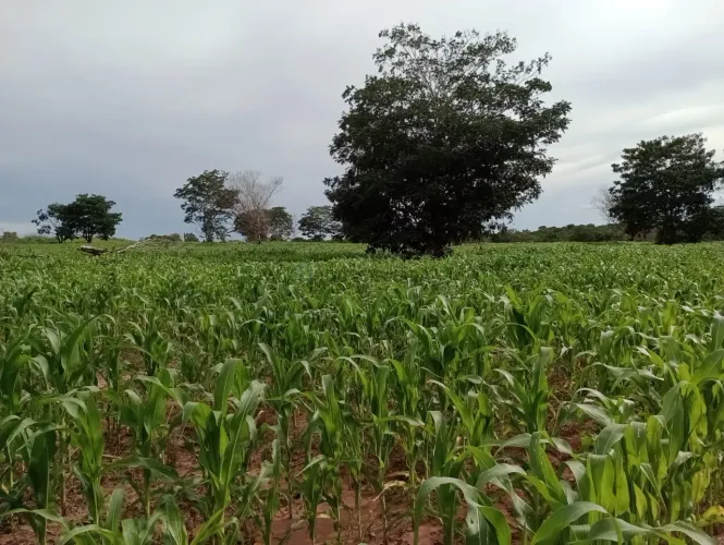 Vendo fazenda 356 hectares | região de Guiratinga/MT