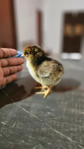 Pintinho galinha balão 'GSB' genética selecionada, pintinhos de 1 a 15 dias