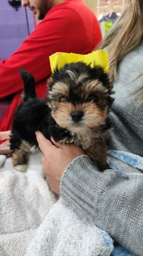 Yorkshire terrier