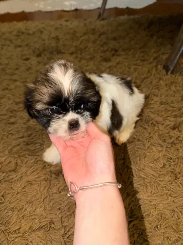 Shih tzu filhote