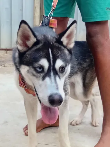 Husky siberiano macho