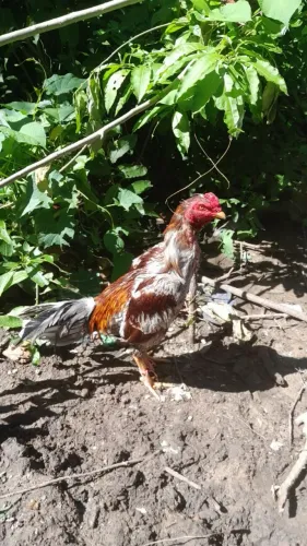 Galo de raça 