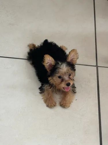 Filhote de Yorkshire Macho