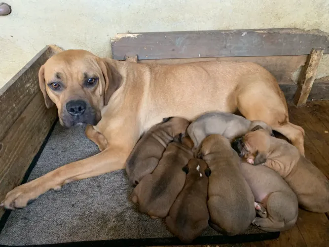 Filhotes Cane Corso X Fila 