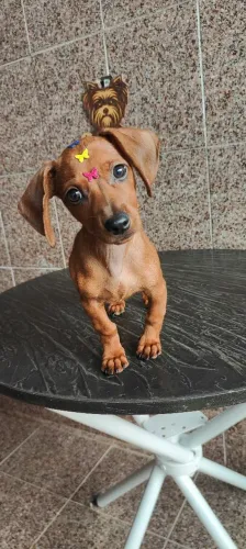 Salchisa, teckel, basset 