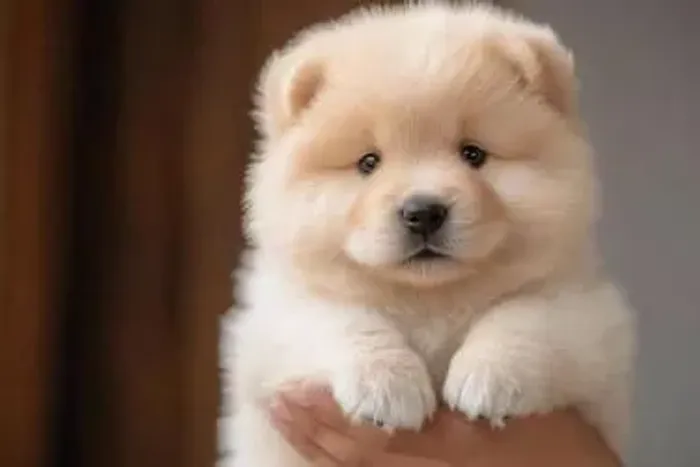 Chow Chow Muito amor concentrado em pequenas patinhas