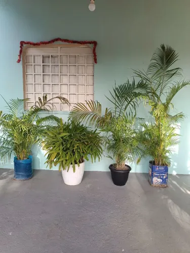 Palmeiras areca bambu