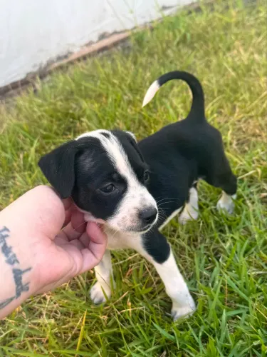 Cachorrinhas para adoção em Fortaleza