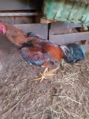 Galo novo