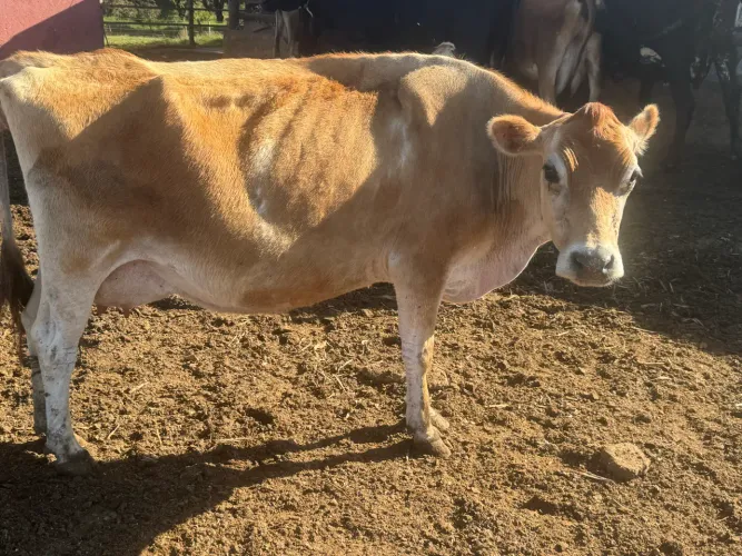 Vacas