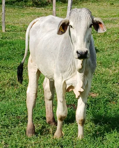 Tourinho Nelore PO Elite