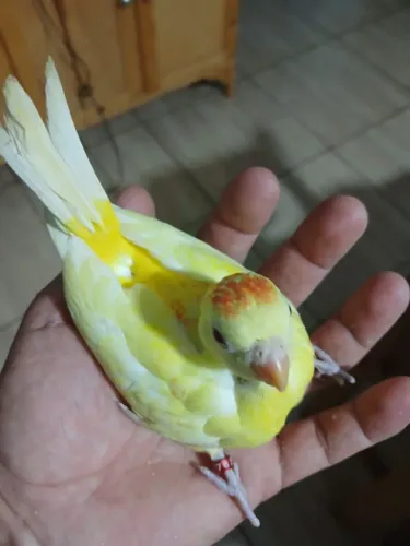 Disponivel