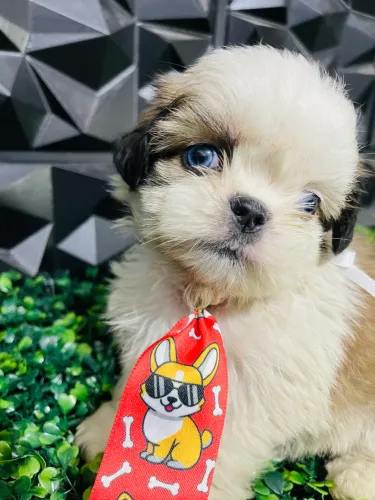 Filhotes disponíveis mini Shihtzu macho e fêmea