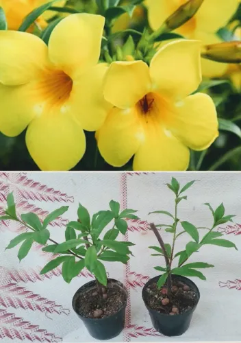 Mudas de Alamanda amarela