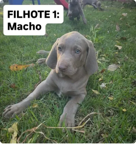 CÃES FILHOTES DA RAÇA WEIMARANER