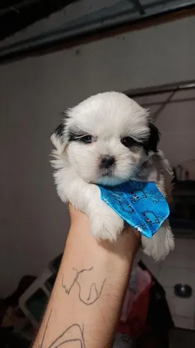 Shitzu