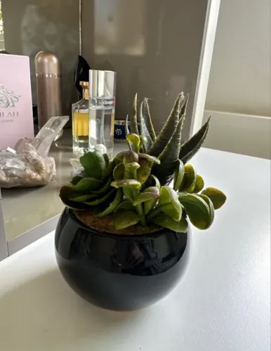 Planta decorativa suculenta com vasinho verde