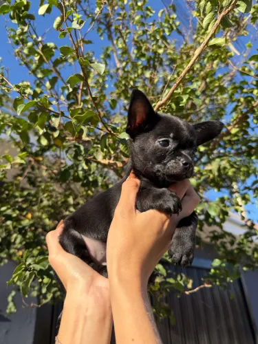 Chihuahua micro black