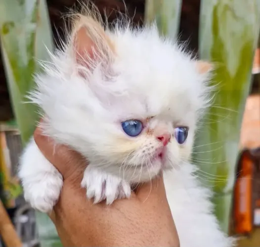Filhote de Gata Persa Fêmea Show Branco Olho Azul 