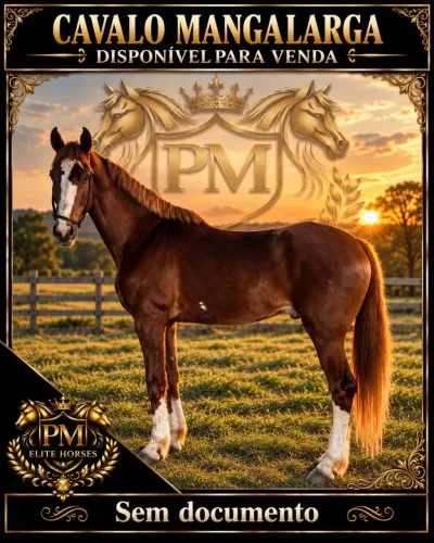 Cavalo Mangalarga Marchador Sem Documanto