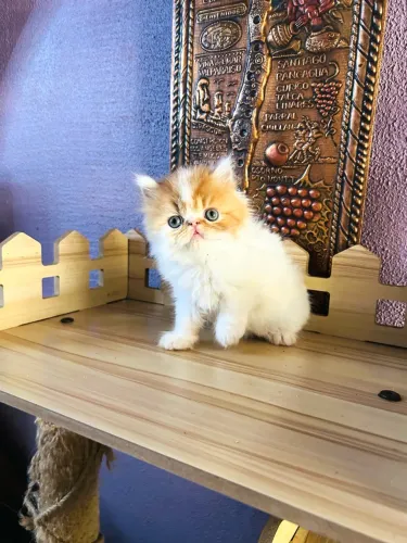 Gato persa macho longhair. 2 meses. Original com pedigree!