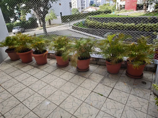 Vasos e plantas para doação