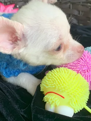 Chihuahua 