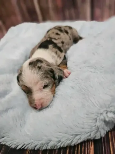 basset daschun lindas cores saudável com acompanhamento veterinário
