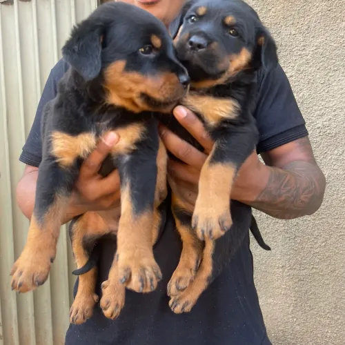 Filhote de Rottweiler
