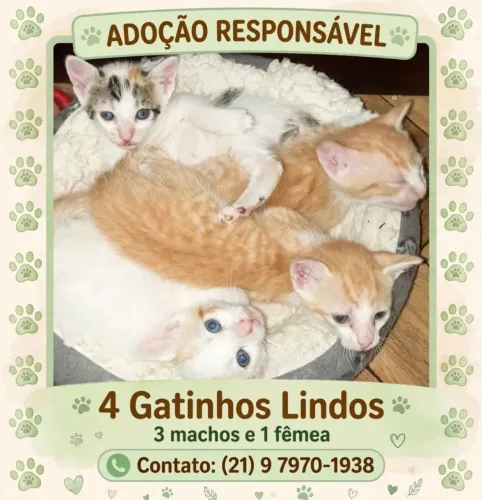 doação de gatinhos