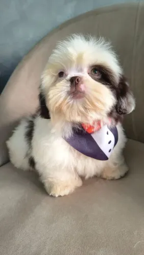 Filhote de Shih Tzu macho com pedigree