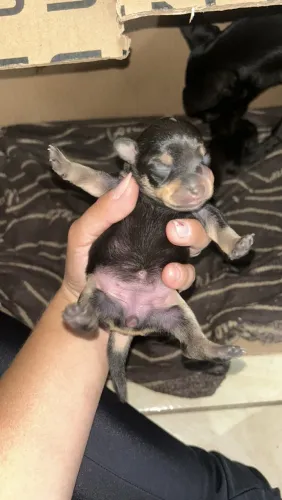 Pinsher