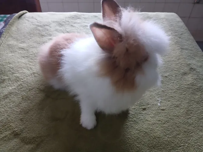 MINI LYON
