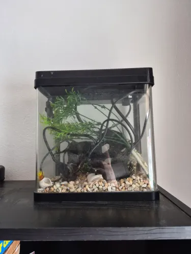 Aquário Boyu, Nano Completo com filtro e Decoração - Perfeito para Betta / Escritório
