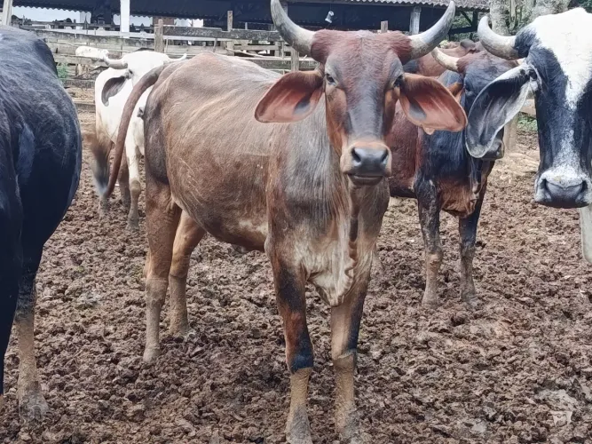 Lote de novilhas